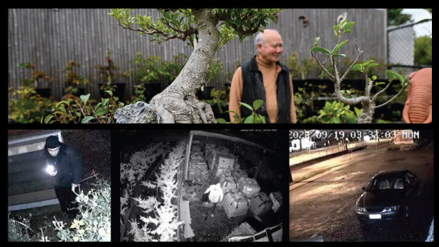 Copse and robbers: Tiny trees taken in $30k bonsai burglaries