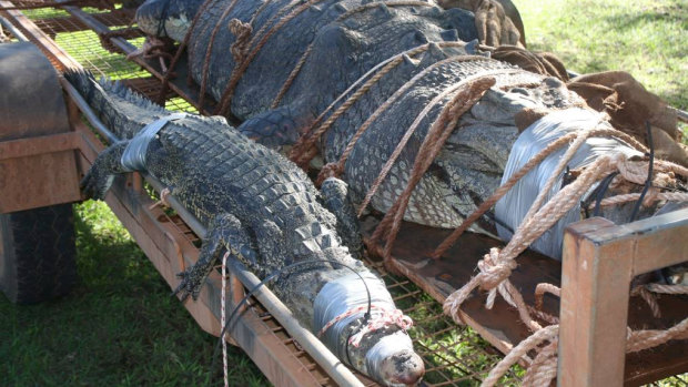 Rangers captured two crocodiles today, the second 'baby' croc still being more than two metres long.