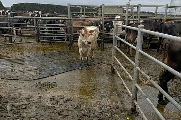 One of the farms - Harcus farm - received a critical rating with  significant overcrowding of cows.