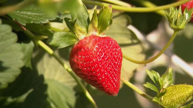 Perth strawberries 