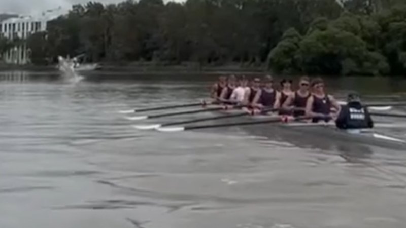 Sydney private school cancels rowing after shark breach in river