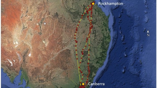 A map showing the migration of Harry the swamp harrier between Canberra and Rockhampton.