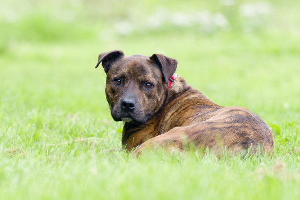 A Staffordshire terrier, not the dog involved in the fatal attack.