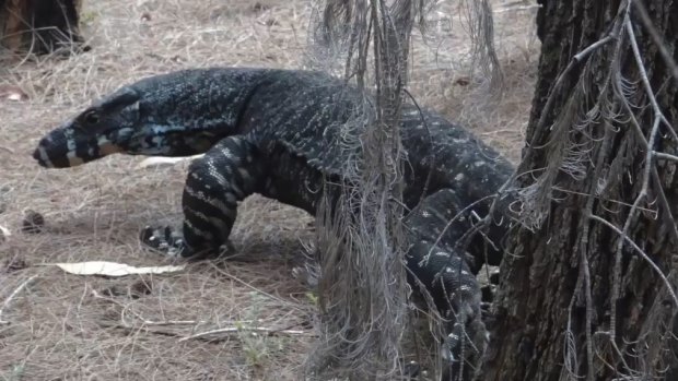 FILE IMAGE: The goanna latched onto the man’s right arm and leg and bit the woman’s leg.