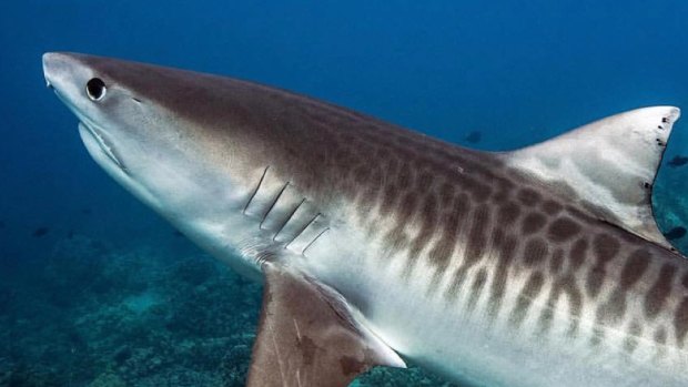 A Griffith University study has found tiger shark numbers have declined by more than 70 per cent in Queensland waters over the past three decades.