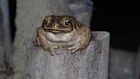 Cane toads are an introduced species that continue to devastate native animals across Australia.