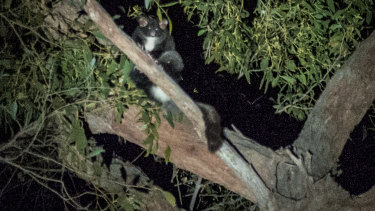 A greater glider in a tree at Stony Creek coupe. 