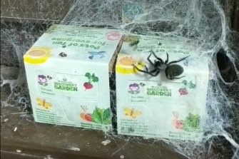 Ms Heness often feeds her â€˜little girlâ€™ a fly, or flicks water on to her web for her to drink.