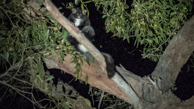 A greater glider in a tree at Stony Creek coupe. 