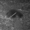 A long-beaked echidna named for Sir David Attenborough caught on camera in the Cyclops Mountains.