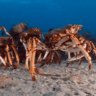 Diving for an explanation to the mysterious migration of giant crustaceans
