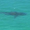Man airlifted to hospital after central Queensland shark bite
