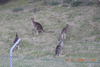 The family mob of kangaroos.