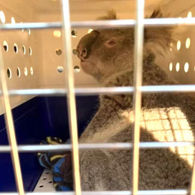 Monty the koala was found in the Upper Colo region at the base of a tree in September.