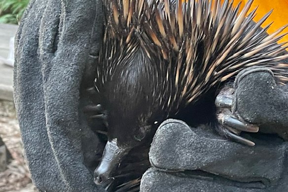 Edwina the echidna has been released back into the wild at Bribie Island.