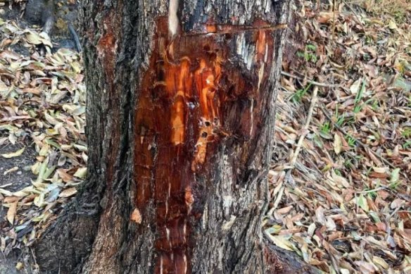 Mature cheese trees have been poisoned in the HD Robb Reserve.