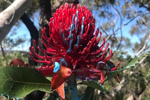 A waratah painted blue in Ku-ring-gai National Park. 