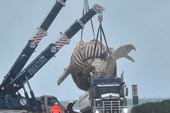 A whale being removed from a beach near Geraldton.