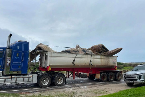 The whale was loaded into a truck around midday today. 