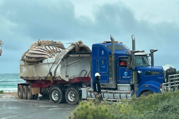 A whale being removed from a beach near Geraldton. 