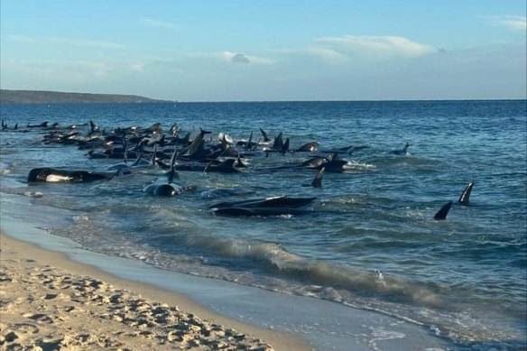 Dozens of whales in mass beach stranding