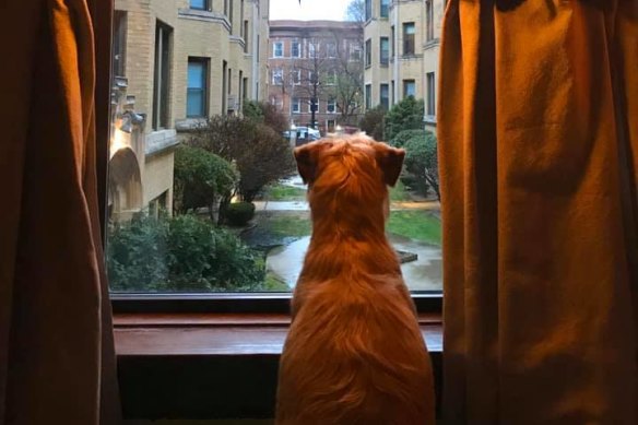 The scene through a window in Chicago, USA, attracts the interest of a pet dog.