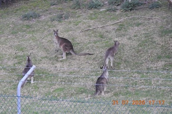 The family mob of kangaroos.