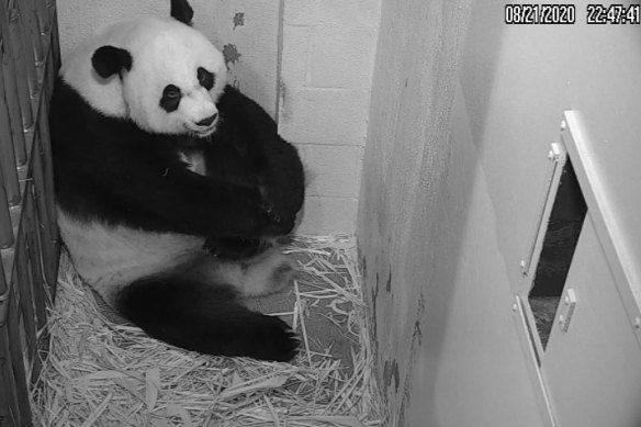 Peering at a birthing panda on my iPhone is also a much-needed reminder that even if we have to experience most of it on our phones, life rolls on.