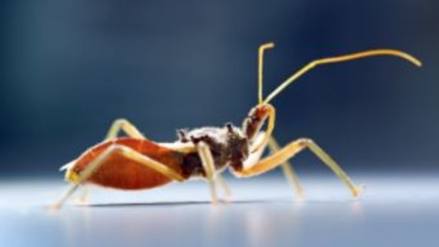The assassin bug is common along the east coast of Queensland and New South Wales.