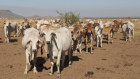 Kimberley cattle