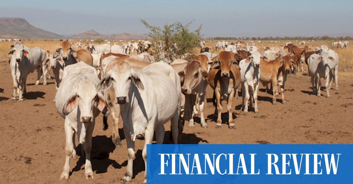 Labor offers $215m to end decade-old live export legal stoush - Vimarsana News