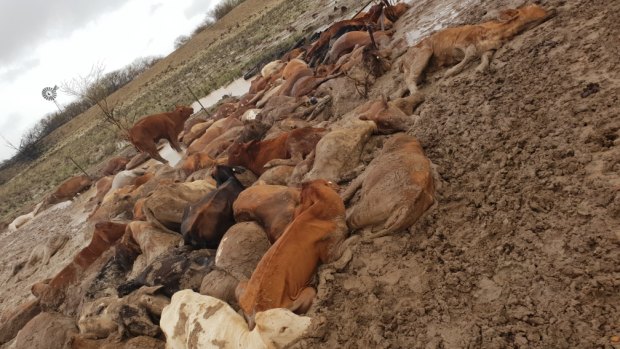 Just some of the estimated 300,000 cattle killed in the north-west Queensland floods.