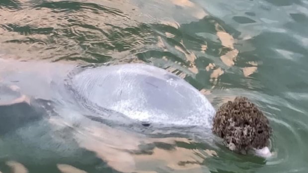 One of the dolphins at Tin Can Bay carries a gift on its nose.