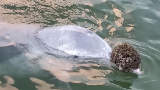 One of the dolphins at Tin Can Bay carries a gift on its nose.