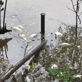 Just some of the hundreds of dead fish seen along the Brisbane River.