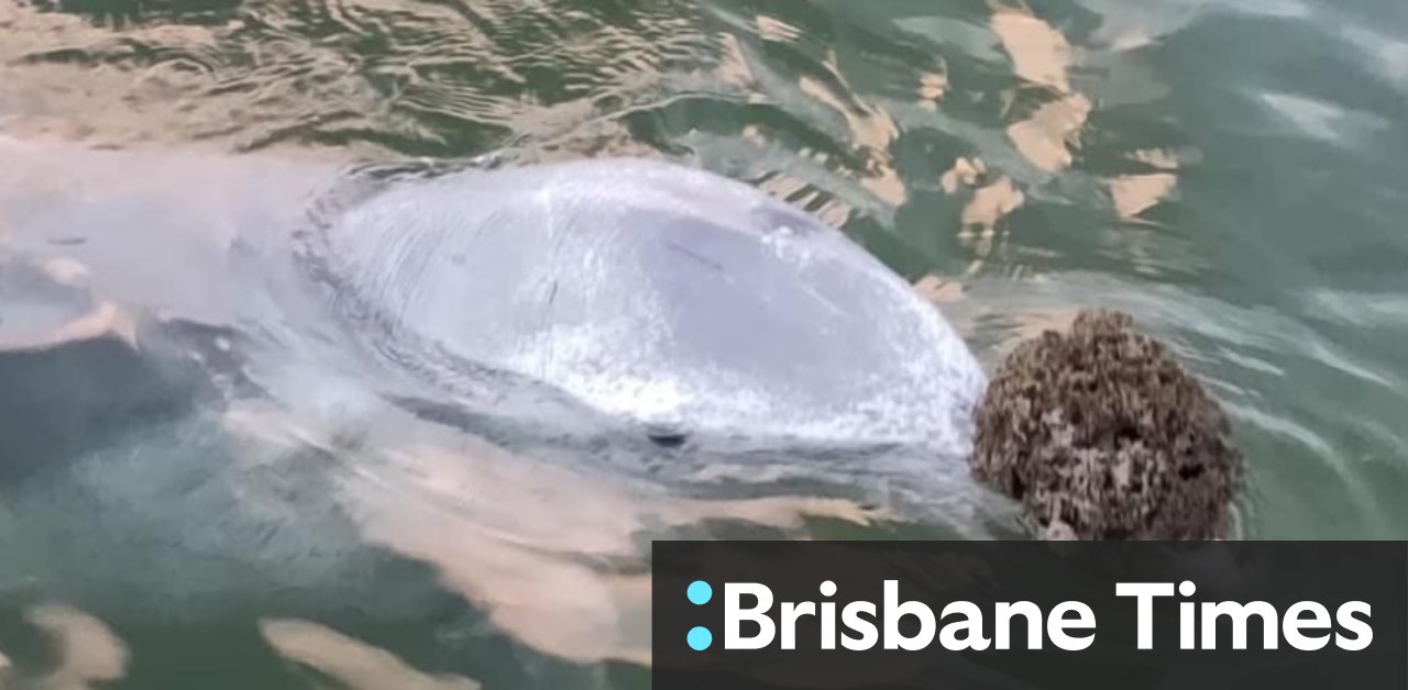 Are These Dolphins Bringing Gifts Because They Miss The Attention