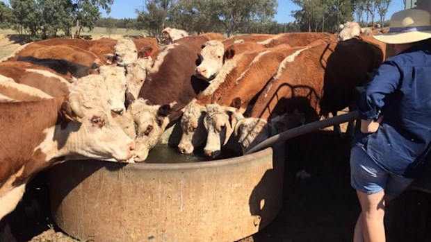 Drought Australia NSW assistance money fodder handouts Coonabarabran