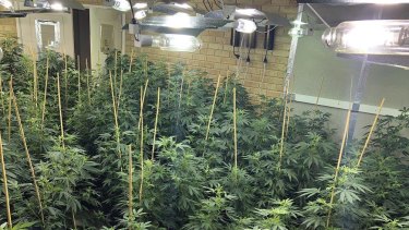Hundreds Of Cannabis Plants Seized After Police Raid On Bibra Lake