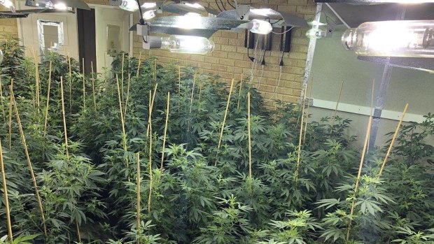 Police have seized more than 400 cannabis plants from a Bibra Lake home that had been converted into an elaborate grow-house setup. 