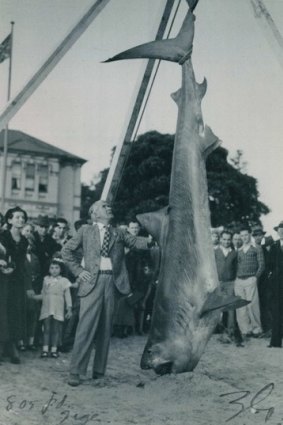 Zane Grey at the weigh-in of a shark caught off Bermagui in the late 1930s.