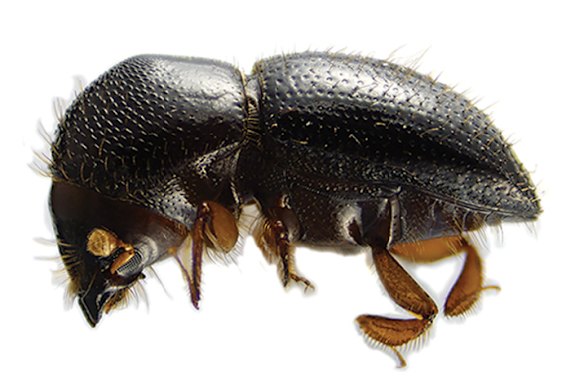 The shot-hole borer is an invasive beetle the size of a sesame seed.