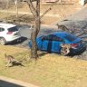 'Here comes the big fella': Kangaroos speed down Canberra street