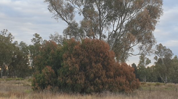 Evidence of spray drift on the sides of the trees on the road between Narromine and Warren in early May.