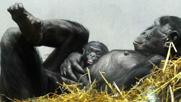 Frans de Waal says mature chimps appear capable of self-reflection, sensitivity and remorse. 