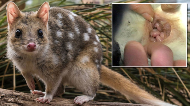 An eastern quoll in Booderee National Park, where the species has produced its first babies on the Australian mainland in more than 50 years