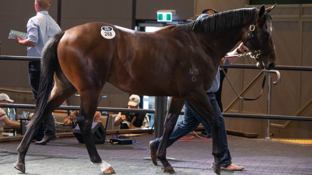 Sale topper: George Moore paid $1.8 million for a Fastnet Rock colt out O'Marilyn at Riverside Stables on Tuesday.