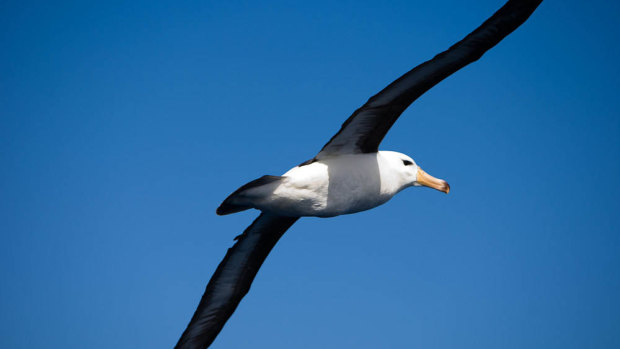 A black-browed albatross.
