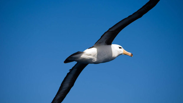 Small transceivers will be mounted on albatrosses' backs.