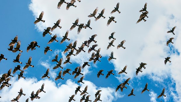 Flocks of white-tailed cockatoos take to the air.