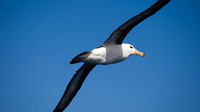 Albatrosses used as flying spies to detect illegal fishing boats